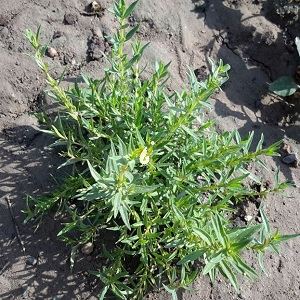 فروش آویشن شیرازی گیاهینه + قیمت خرید به صرفه